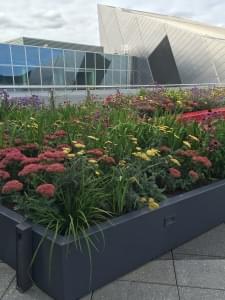 green roof top showing flowers in Dublin