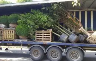 tree deliveries