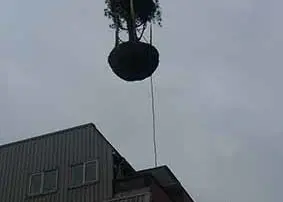 roof top tree planting
