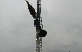 crane lifting tree