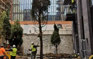 urban tree placement
