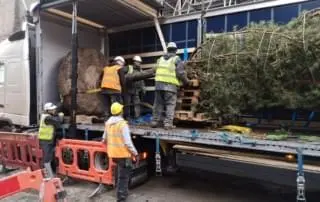urban tree delivery