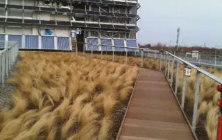 roof top landscape with grasses