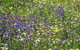 flower meadow 1